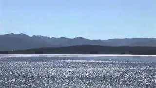 Seaquins.mov