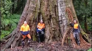 Ace Tree Dream Team 2018