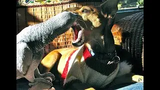 Dogs vs cats/Funny animal reactions/Собаки против кошек/Смешные реакции животных