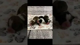 Newborn Shih Tzu Video #shorts #cuteanimals #shihtzu #puppies #new #shihtzupuppies #doglover #dog