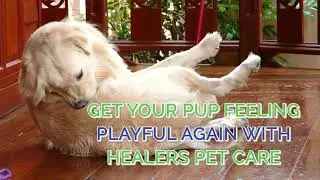 Pet Skin & Coat Health