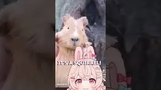 What is it?! #shorts #vtuber