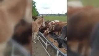 Serial cattle thieves on the run