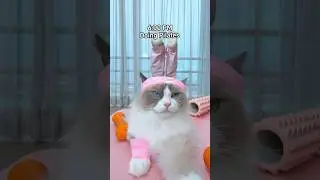 Puff&rsquo;s first vlog #fpy #trending #cat #funny #thatlittlepuff IB: @heyitsgingerandpepper