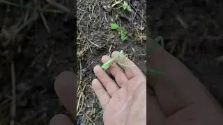 Una mantis religiosa #naturaleza