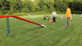 Ziva Agility(kattenloop) Hondenschool Speed Almere d.d. 26-07-2010
