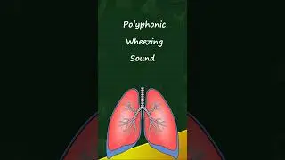 What is a polyphonic wheeze? abnormal lung sound #lungsounds