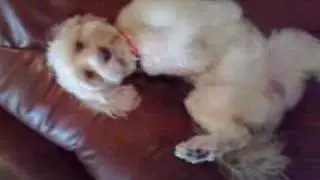 chien marrant