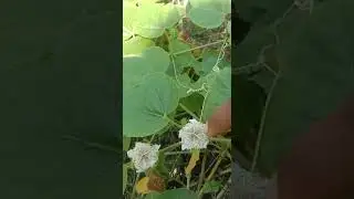 XII - Botany-self sterility self incompatibility