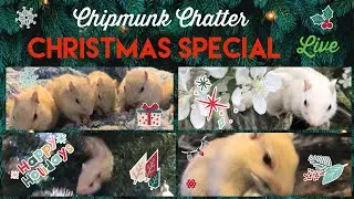 Chipmunk Chatter LIVE Continued -with the White Chipmunks