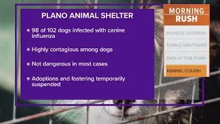 Canine influenza outbreak leads to temporary changes at Plano Animal Shelter