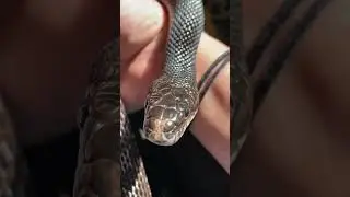 What does a Black Rat Snake look like?