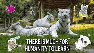There is much we can learn from animals.