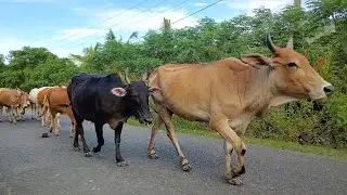 Menggiring Sapi sapi Jinak Melewati Jalan || Sapi Makan Rumput, Sapi Joged, Suara Sapi