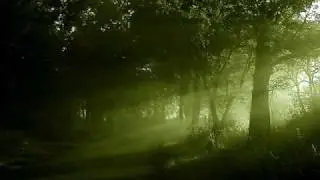 ♫ Sunlight Filtering Down Through The Trees