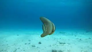Delfin Tour Hurghada Deutsch