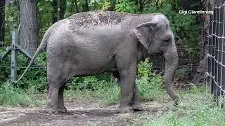 Happy the elephant is denied personhood, to stay at Bronx Zoo