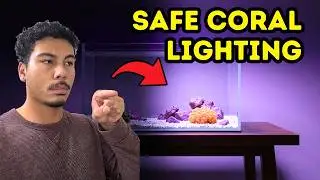 Lighting and Coral Acclimation | Starter Guide 2026