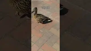 Guy Rescues Duckling Families Every Year | The Dodo