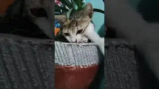 #music #funny #comedy😂😭#elchombo #dj #cats  #reaction #2025 😭😂🤣🥰
