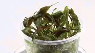 Dennerle Cryptocoryne usteriana In-Vitro Plant it! - Aqua Essentials