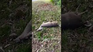 Harvesting a deer someone hit with a vehicle. #subscribe #awesome #backyardchickens #roadkill