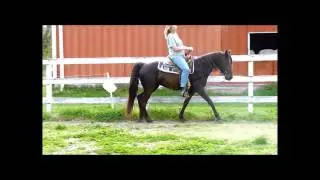 Training my Missouri Foxtrotter Filly.  Video #1
