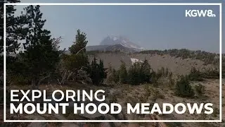 Mount Hood Meadows in Summer | Let&rsquo;s Get Out There