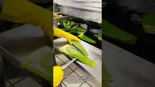 Expert Handling of Aloe Vera for Industry