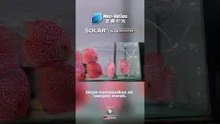 Neo Helios Solar Color Booster Review ft. Leong 88 Aquatic #neohelios #aquarium #customerreviews