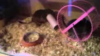 Degus playing