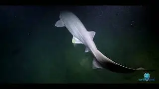 Your Earth Is Blue: Bluntnose Sixgill Shark