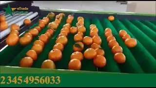 Prime and Delicious Oranges | Kinnow Wholesale Exporters from Pakistan | eTrade Pakistan