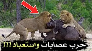 حرب عصابات واستعباد!!! (حروب طاحنة بين الحيوانات) #وثائقي