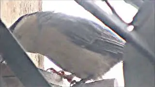 Naturbeobachtung Kleiber(Sitta europaea(L. 1758)) an einem Futtersilo mit Vogelfutter April 2024
