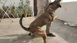 Belgian Malinois Dog Bite Training | Powerful Dog Bite Training In Easy Way | Home Training For Dog