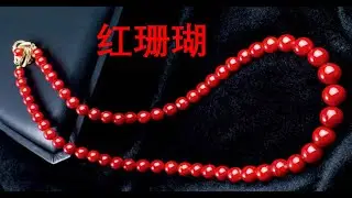 海底红色黄金 -- 红珊瑚
