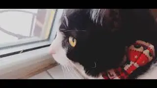 Happy To Be Inside, Safe and Warm! ❄️ #cat #cute #tuxedocat #winter 