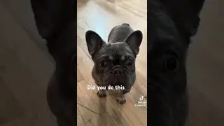 #frenchiefun #dogchewing