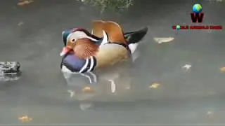 beautiful ducks of the world | world most beautiful duck | life is beautiful duck