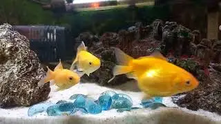 Aquarium Makeover-Decoration idea , Sand Bottom, Hang on Filter,Aquarium Water Heater,Gold Fish Tank