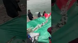 Releasing Thousands of Fish for Blessings: A Chinese Ritual for Luck & Compassion 👀