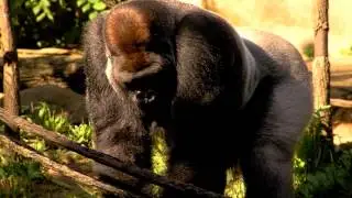 50th Gorilla Baby Born at Cincinnati Zoo makes Public Debut