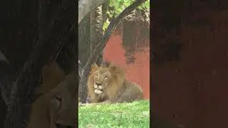 Biggest Lion #biggestlion #lion #kingofthejungle #africanlion #asianlion #tallestlion #biggestlion