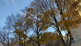 Fall Season Looks Like This.