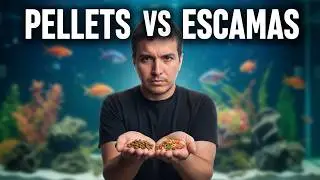 Comparando ALIMENTOS PARA PECES ESCAMAS VS PELLETS