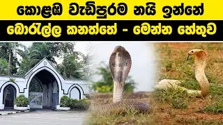 කොළඹ වැඩිපුරම නයි ඉන්නේ බොරැල්ල කනත්තේ - මෙන්න හේතුව | #borella #cemetery #kanaththa