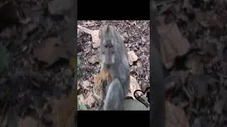 Monkey and Cat Love