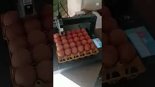 Egg printer 🐣🥚 #marketstore #marketplace #nawabpur #printer #eggprinter
