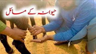 تھن حیوانہ کے مسائل اور ان کا علاج Goat Life Line Farm #amritsaribeetal